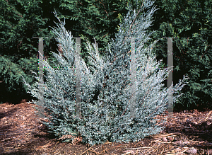 Picture of Juniperus scopulorum 'Tabletop'