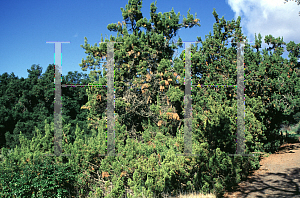 Picture of Juniperus californica 