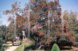 Picture of Heteromeles arbutifolia 
