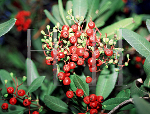 Picture of Heteromeles arbutifolia 