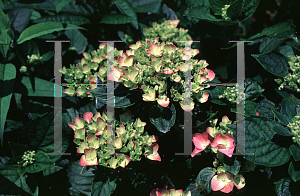 Picture of Hydrangea macrophylla 'Monink (Pink 'n Pretty)'