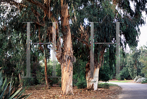Picture of Eucalyptus cypellocarpa 