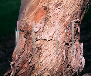 Picture of Eucalyptus pulverulenta 