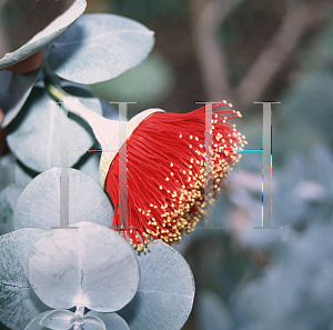 Picture of Eucalyptus rhodantha 