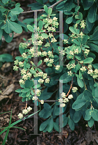 Picture of Exochorda racemosa 