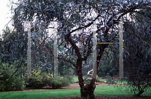 Picture of Eucalyptus pulverulenta 