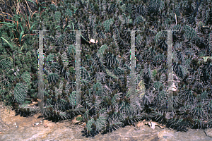 Picture of Opuntia polyacantha 