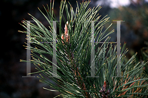 Picture of Pinus tabulaeformis 