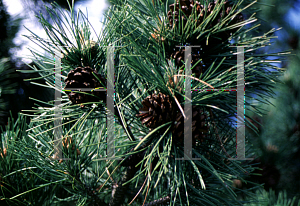 Picture of Pinus tabulaeformis 