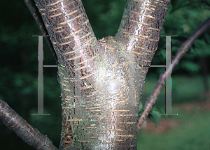 Picture of Prunus cyclamina 