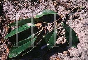 Picture of Prunus salicifolia 