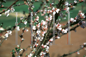 Picture of Prunus tomentosa 