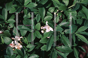 Picture of Rhododendron viscosum 