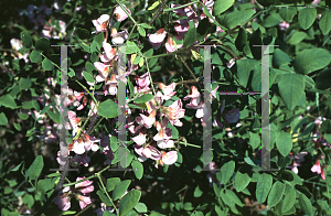 Picture of Robinia hispida 