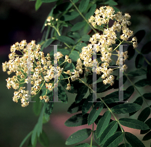 Picture of Sorbus hupehensis 