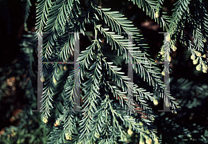 Picture of Sequoia sempervirens 'Filoli'