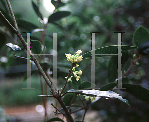 Picture of Osmanthus fragrans 