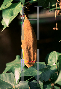 Picture of Brachychiton discolor 
