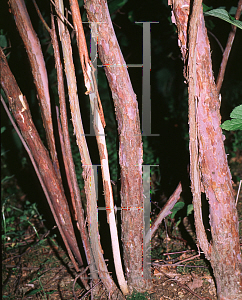 Picture of Clethra acuminata 