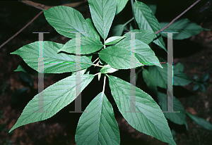 Picture of Clethra acuminata 