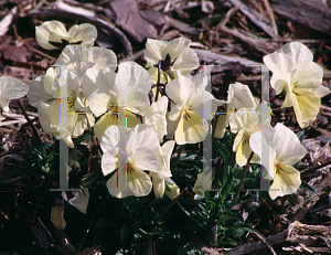 Picture of Viola cornuta 'Penny Primrose'