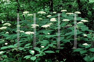 Picture of Hydrangea arborescens 