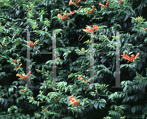 Picture of Campsis radicans 
