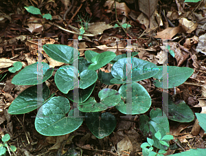 Picture of Hexastylis virginica 