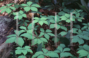Picture of Parthenocissus quinquefolia 