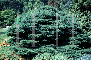 Picture of Picea glauca 'Wild Acres'