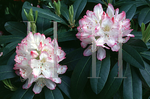 Picture of Rhododendron (subgenus Rhododendron) 'Kristin Marie'