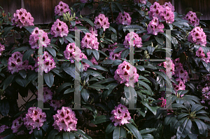 Picture of Rhododendron catawbiense 'Blue Peter'