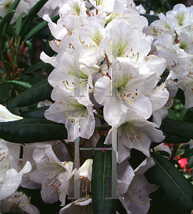 Picture of Rhododendron (subgenus Rhododendron) 'County of York'
