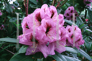 Picture of Rhododendron catawbiense 'A. Bedford'