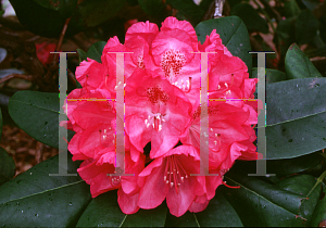 Picture of Rhododendron catawbiense 'Ignatius Sargent'