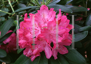 Picture of Rhododendron catawbiense 'Roseum Elegans'