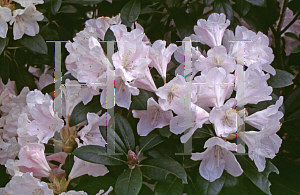 Picture of Rhododendron degronianum ssp. yakushimanum 'Yaku Princess'