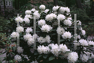 Picture of Rhododendron (subgenus Rhododendron) 'Boule de Neige'