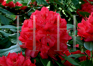 Picture of Rhododendron catawbiense 'America'