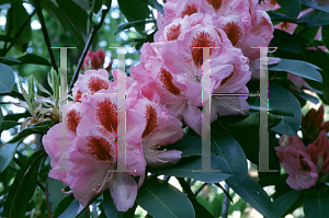 Picture of Rhododendron (subgenus Rhododendron) 'Mrs. Furnival'