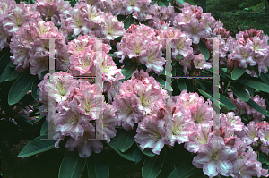 Picture of Rhododendron (subgenus Rhododendron) 'Wheatley'