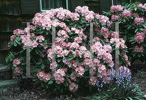 Picture of Rhododendron (subgenus Rhododendron) 'Wheatley'