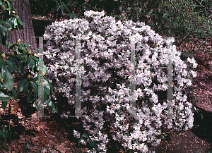 Picture of Rhododendron catawbiense 'Dora Amateis'