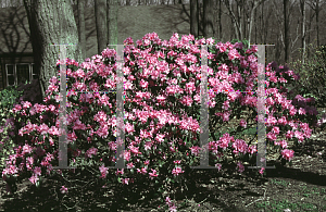 Picture of Rhododendron (subgenus Rhododendron) 'PJM'