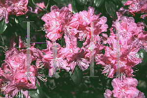Picture of Rhododendron (subgenus Rhododendron) 'PJM'