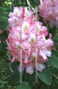 Picture of Rhododendron (subgenus Rhododendron) 'Turkish Delight'