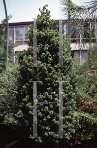 Picture of Chamaecyparis thyoides 'Ericoides'