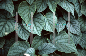 Picture of Schizophragma hydrangeoides 'Moonlight'