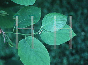 Picture of Halesia diptera var. magniflora 