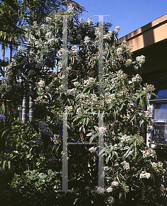 Picture of Tetrazygia bicolor 
